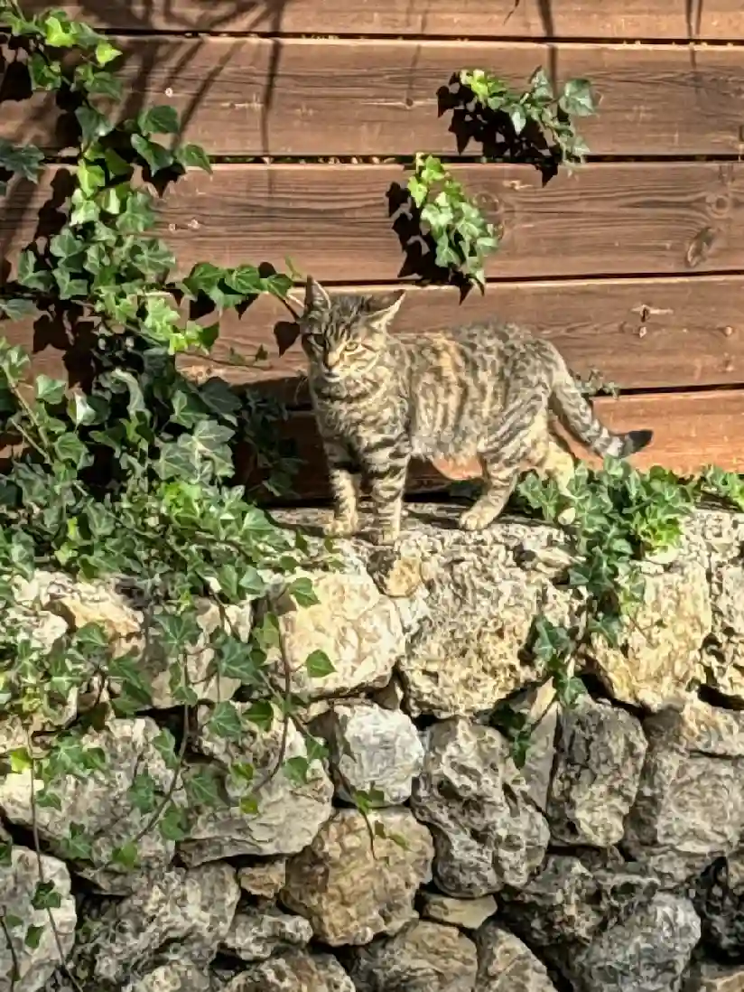 Chatte Perdue 06 Maritime Alps - Zaya